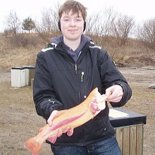 Guldrred til Bjrn 1,2 kilo.